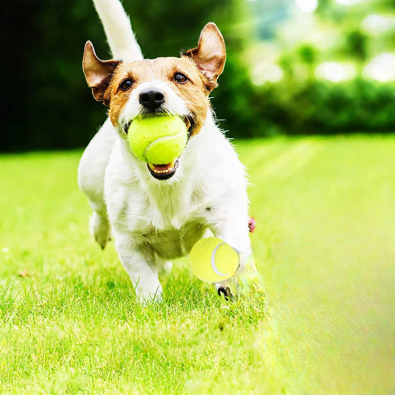 Brinquedo Interativo de Borrac - Pet Dental Chew Toy avaliação e preço